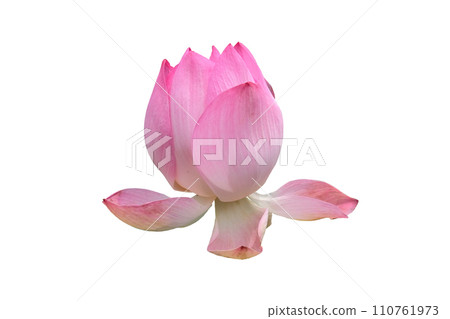 The blooming lotus buds 110761973