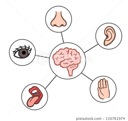 Five senses, sight, smell, hearing, taste, touch 110761974