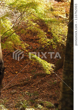 奈良正樂寺的秋葉 110762003