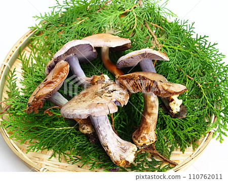 Harvested Kawamurafusesentake 110762011