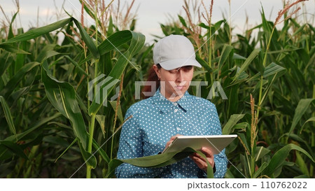 agriculture, farmer with digital tablet working corn field, hands touching tablet while working field, business farm, caucasian fresh farmer healthy wheat agronomist inspection examining smart 110762022