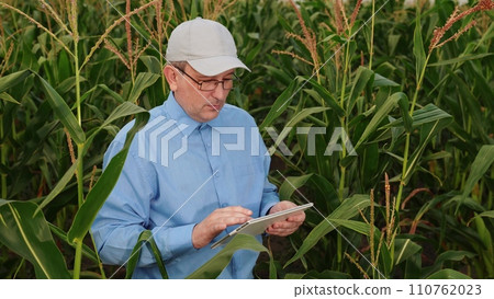 agriculture, farmer with digital tablet working corn field, hands touching tablet while working field, business farm, growing summer people inspection cultivated inspecting progress precision smart agriculture, farmer with digital tablet working corn field, hands touching tablet while working field, business farm, growing summer people inspection cultivated inspecting progress precision smart 110762023