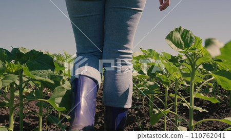 farmer touches green leaf sunflower, farmer walks rubber boots along rows crops farm, agriculture, agriculture business, natural beautiful, leaf, grow, green field sprouts concept, agriculture farmer touches green leaf sunflower, farmer walks rubber boots along rows crops farm, agriculture, agriculture business, natural beautiful, leaf, grow, green field sprouts concept, agriculture 110762041