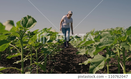 farmer touches green leaf sunflower, farmer walks rubber boots along rows crops farm, agriculture, sprouts concept, row, green sunflowers field summer day, sapling, sunflower farm field lifestyle farmer touches green leaf sunflower, farmer walks rubber boots along rows crops farm, agriculture, sprouts concept, row, green sunflowers field summer day, sapling, sunflower farm field lifestyle 110762047