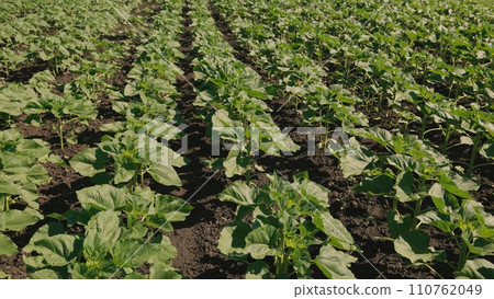 rows young, agriculture business concept lifestyle, europe, beautiful view green sunflowers field summer day, agriculture business concept sunlight, field with young sunflower sprouts, sunflower farm rows young, agriculture business concept lifestyle, europe, beautiful view green sunflowers field summer day, agriculture business concept sunlight, field with young sunflower sprouts, sunflower farm 110762049