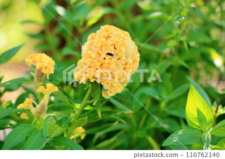 gorgeous celosia flowers 110762140