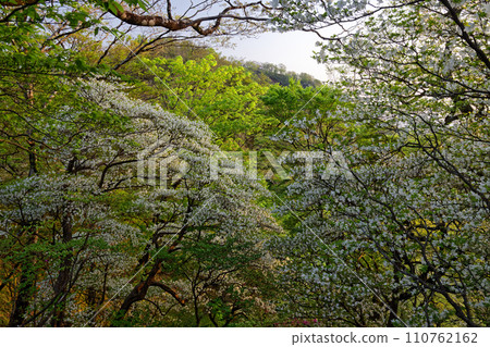 Tanzawa and Tonodake ridgeline in the early morning with white palm azalea blooming 110762162