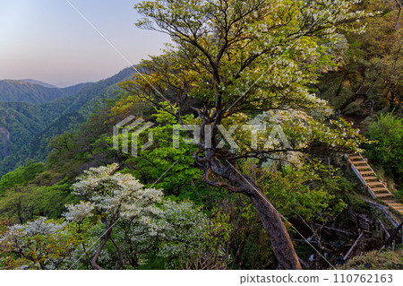 Tanzawa and Tonodake ridgeline in the early morning with white palm azalea blooming 110762163