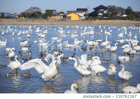 Swans and ducks wintering in Shiratorinosato, Inzai City 110762167