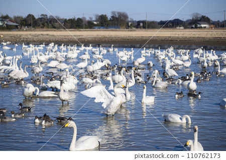 Swans and ducks wintering in Shiratorinosato, Inzai City 110762173