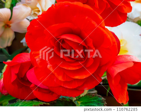 球根秋海棠美麗的紅色雙花 球根秋海棠美麗的紅色雙花 110762285