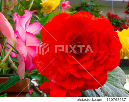球根秋海棠美麗的紅色雙花 球根秋海棠美麗的紅色雙花 110762287