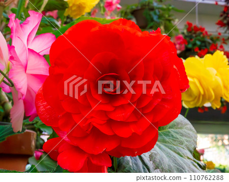 球根秋海棠美麗的紅色雙花 球根秋海棠美麗的紅色雙花 110762288