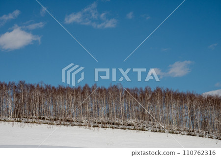 Snowy field and birch forest on a sunny day in early spring 110762316