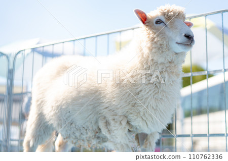 羊從柵欄出來 110762336