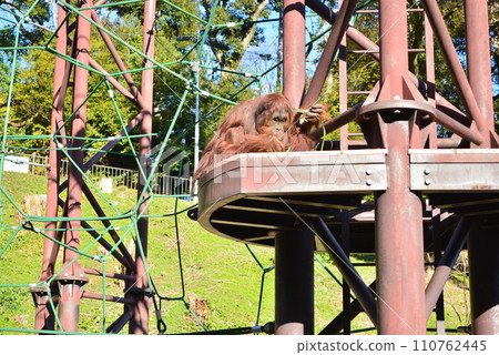 福岡市動物園猩猩 110762445