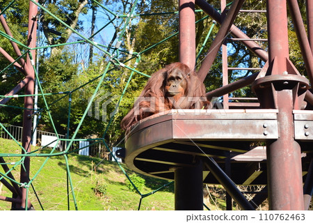 福岡市動物園猩猩 福岡市動物園猩猩 110762463