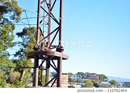 福岡市動物園猩猩 福岡市動物園猩猩 110762464
