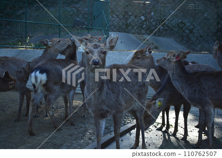 福岡市動物園鹿 110762507