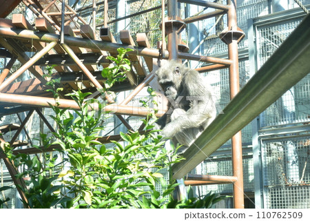 福岡市動物園黑猩猩 福岡市動物園黑猩猩 110762509