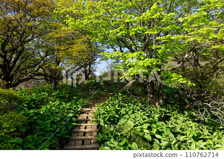 Fresh green Tanzawa/Fudonomine mountain trail Fresh green Tanzawa/Fudonomine mountain trail 110762714