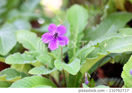 Streptocarp花 110762717