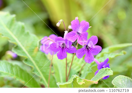 Streptocarp花 110762719