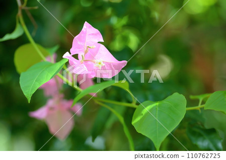 Bougainvillea flowers Bougainvillea flowers 110762725