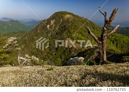 從丹澤主脈橫貫道路上看到晝嶽山,白棕櫚杜鵑花盛開 從丹澤主脈橫貫道路上看到晝嶽山,白棕櫚杜鵑花盛開 110762785