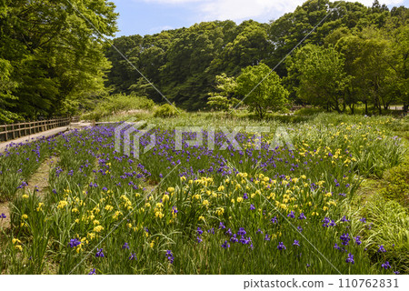 泉之森公園初夏景色 泉之森公園初夏景色 110762831