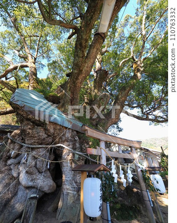 大谷（須賀神社）的樟樹 高知縣須崎市大谷5號 110763332