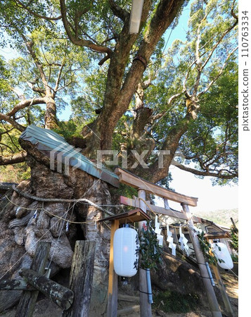 大谷（須賀神社）的樟樹高知縣須崎市大谷4號 110763334