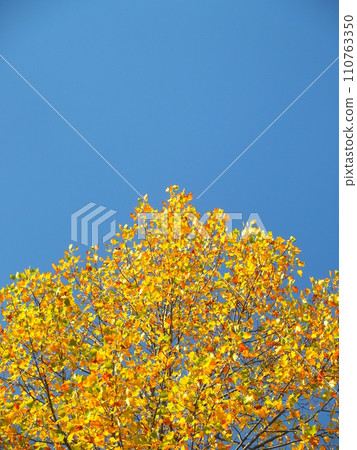 Yellow leaves of tulip tree and blue autumn sky Yellow leaves of tulip tree and blue autumn sky 110763350