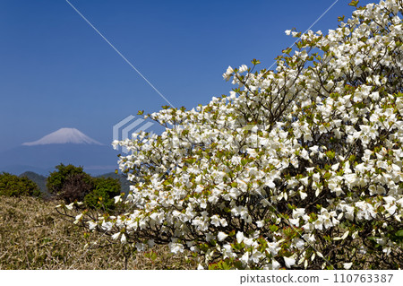 Mt. Fuji with remaining snow seen from the Tanzawa Main Road with white palm azaleas in bloom Mt. Fuji with remaining snow seen from the Tanzawa Main Road with white palm azaleas in bloom 110763387