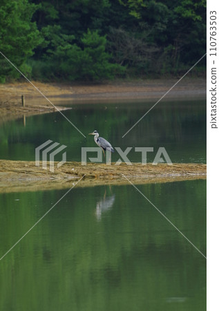Sasaguri-cho, Fukuoka A fantastic sight of Ochiba pine at Kamata Pond Sasaguri-cho, Fukuoka A fantastic sight of Ochiba pine at Kamata Pond 110763503