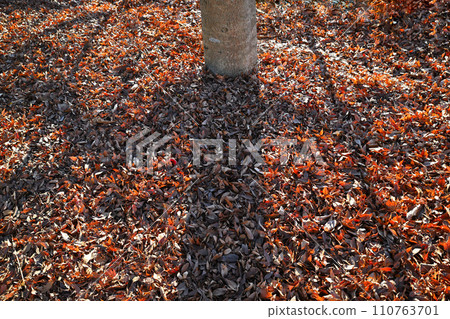 Fallen leaves and tree shadows winter pattern 110763701