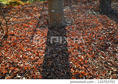 Fallen leaves and tree shadows winter pattern 110763702