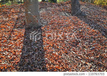 Fallen leaves and tree shadows winter pattern 110763703