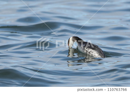 Creatures: Wild birds: White-billed Grebe, diving. Catch small fish and crustaceans underwater Creatures: Wild birds: White-billed Grebe, diving. Catch small fish and crustaceans underwater 110763766