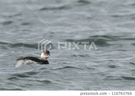 Living creature, wild bird, white-billed grebe, in winter plumage. In spring, it transforms into a showy color of gold, brown, and black. 110763768