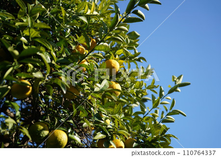 Tangerine tree Tangerine tree 110764337