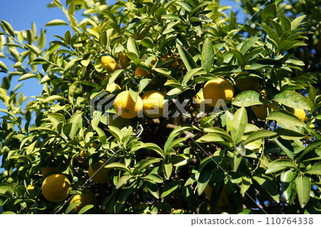 Tangerine tree Tangerine tree 110764338