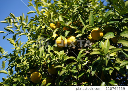 Tangerine tree Tangerine tree 110764339