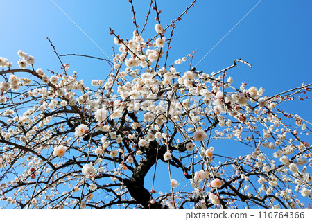 White plum blossoms in full bloom hanging branches under the blue sky White plum blossoms in full bloom hanging branches under the blue sky 110764366