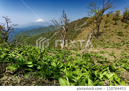 Fresh greenery of Mt. Tanzawa and Mt. Fuji with remaining snow Fresh greenery of Mt. Tanzawa and Mt. Fuji with remaining snow 110764453