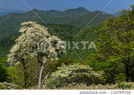 從丹澤大道看到的檜木洞丸，白棕櫚杜鵑花盛開 110764586