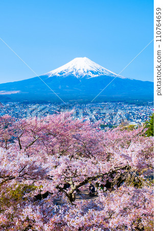 Cherry blossoms and Mt. Fuji (Arakurayama Sengen Park) Cherry blossoms and Mt. Fuji (Arakurayama Sengen Park) 110764659