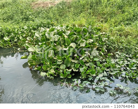 Close up of water hyacinth plant Close up of water hyacinth plant 110764843