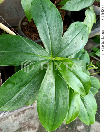 Close up of spiral ginger plant Close up of spiral ginger plant 110764852