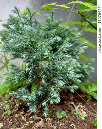 Close up of flaky juniper plant Close up of flaky juniper plant 110764854